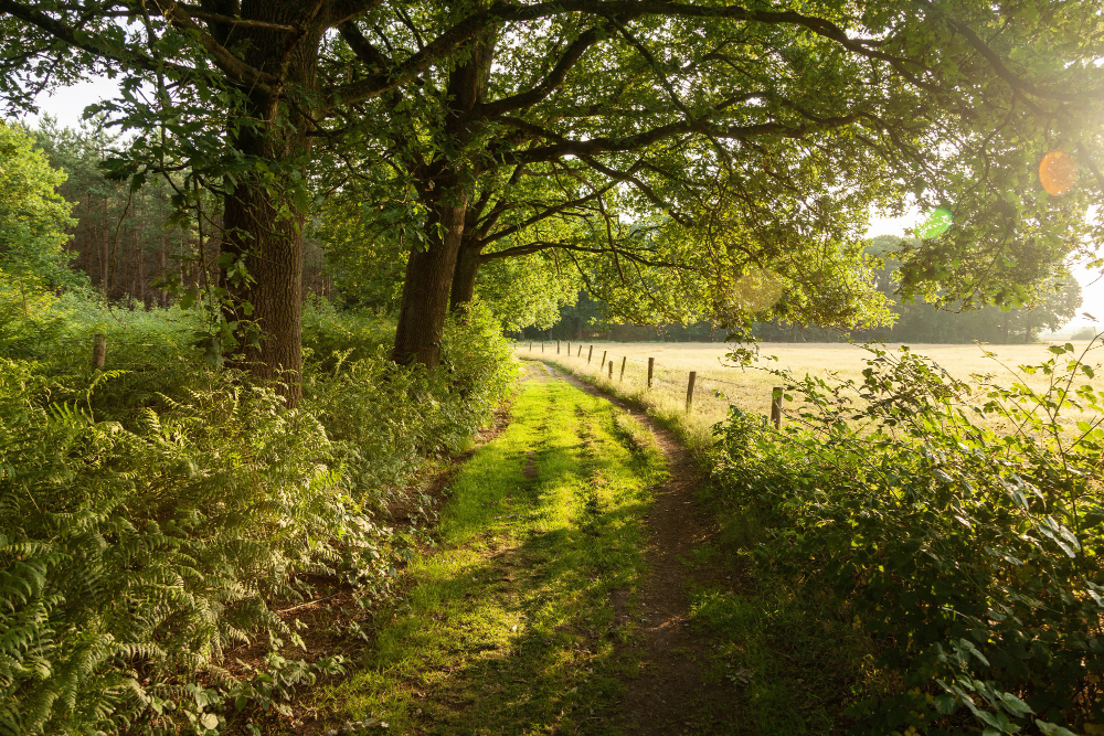 green-farm-road-netherlands-during-sunrise